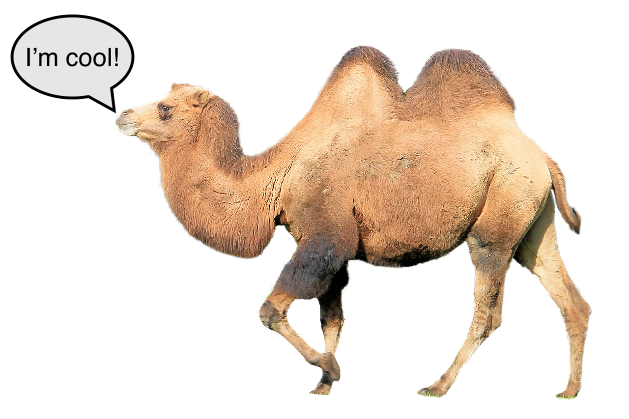 A very cool camel.